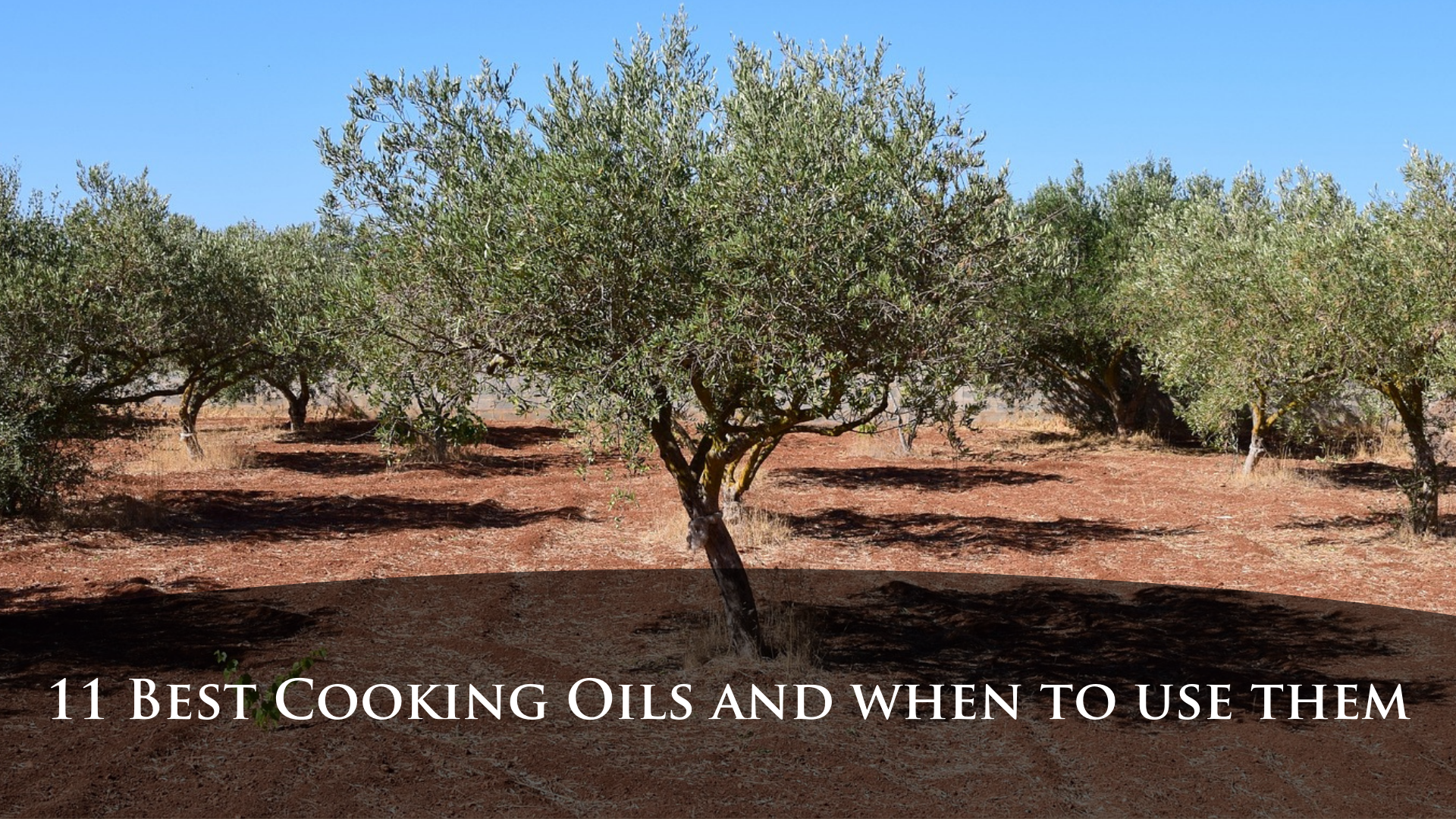Safflower Oil vs Olive Oil: The Ultimate Verdict - The Coconut Mama