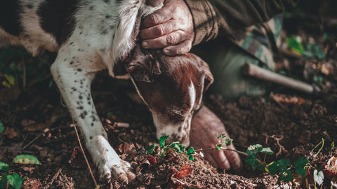 Truffles, Pigs and Feet: A Quick Overview Of This Decadent Fungus